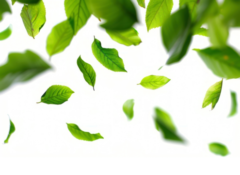 PNG Spring leaves backgrounds plant green. - Powered by Adobe