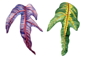 watercolor croton leaf isolated, colorful green yellow botanical illustration, hand painted plant nature foliage decor