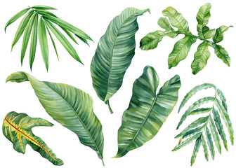Watercolor tropical leaves set, green palm banana leaf illustration isolated, botanical nature clipart for design decor © Hanna