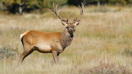 Naklejka premium Male deer with large antlers standing in a grassy field during daylight Copy Space