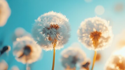 Obraz premium Dandelion flowers with soft fluffy seeds against a bright blue sky providing natural copy space for text placement