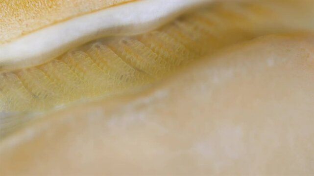 Mollusca Tonicella marmorea under microscope, order Chitonida. The video shows gills close up. White Sea
