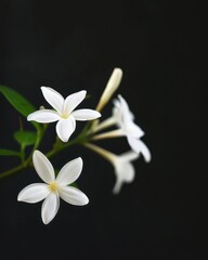 White Flowers Against Dark Background Evoke Calm and Elegance
