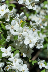 Fototapeta premium Large bush of mock orange or jasmine Philadelphus lewisii blooms against blurred dark background. Sunny spring garden. Selective focus close up. Nature photography. Floral landscape for any wallpaper.