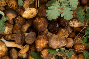 Pile of fresh picked mushrooms in market