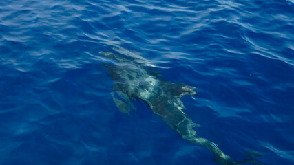 Fototapeta premium Top view of a dolphin swimming near the sea surface. Silhouette of a dolphin underwater. Aerial view through clear water of a dolphin swimming underwater.