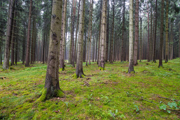 empty forest in springtime