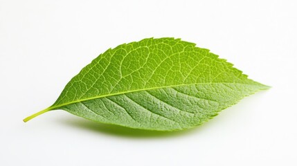 Obraz premium Fresh green leaf with visible texture on white background and ample copy space for text placement.