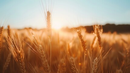 Fototapeta premium A field of wheat at sunset.