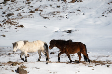 Obraz premium A pair of icelandic horses walkin in snowy pasture during winter