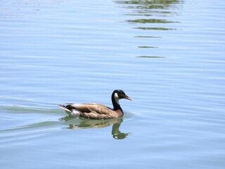 Obraz premium Serene coastal birdwatching spot with a duck swimming calmly