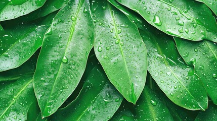 Fototapeta premium Detail shot of vibrant green banana leaves covered in water droplets, featuring textured surfaces and ample negative space for overlaying text.