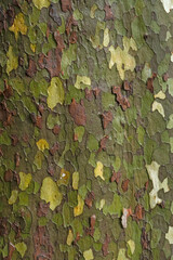 Natural pattern on the bark of a sycamore tree