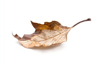 Fototapeta premium Single brown leaf on a white background