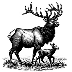 Elk Deer