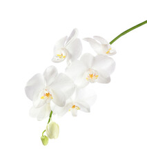 Orchid branch with white flowers isolated on white background