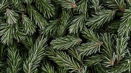 Frosted green pine needles background with a rich texture and ample empty space for text overlay in a natural winter setting
