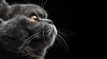 Close up of a gray cat's face showcasing sharp focus and striking orange eyes against a black background with ample space for text integration.