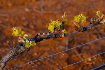 First buds on the vines in the vineyards of La Rioja, Spain.