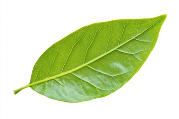 A close up shot of a single green leaf on a white background