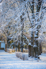 Winter january landscape in the park at morning,daylight on the picture ,beautiful morning with...
