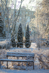 Winter january landscape in the park at morning,daylight on the picture ,beautiful morning with...
