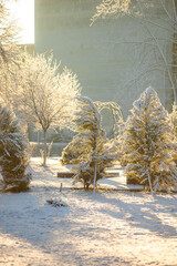 Winter january landscape in the park at morning,daylight on the picture ,beautiful morning with...