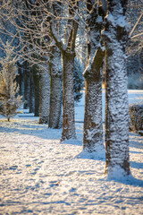 Winter january landscape in the park at morning,daylight on the picture ,beautiful morning with...
