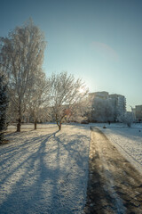 Winter january landscape in the park at morning,daylight on the picture ,beautiful morning with...