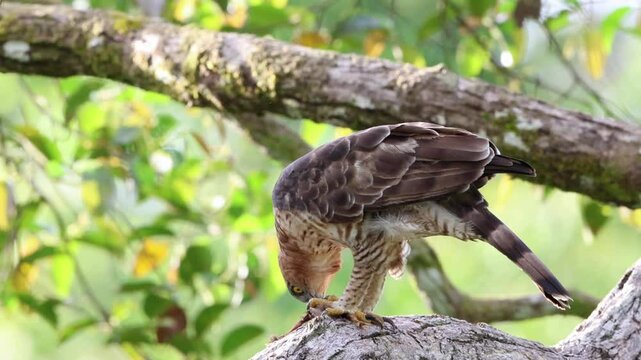 Wallace's hawk-eagle (Nisaetus nanus) perched on a branch while eating its prey in its natural habitat
