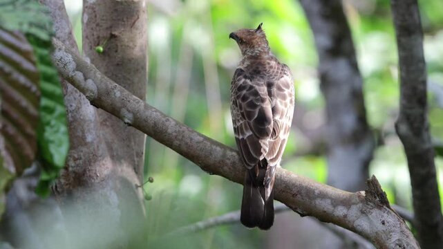 Wallace's hawk-eagle (Nisaetus nanus) perched on a branch while eating its prey in its natural habitat