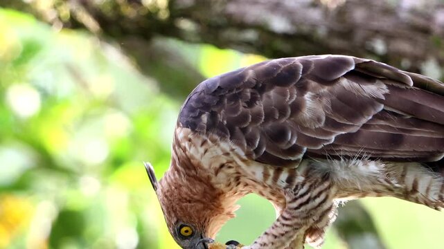 Wallace's hawk-eagle (Nisaetus nanus) perched on a branch while eating its prey in its natural habitat