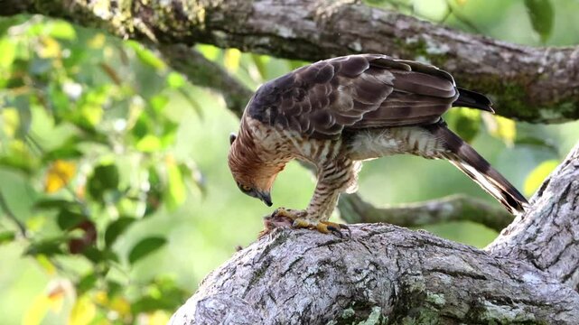 Wallace's hawk-eagle (Nisaetus nanus) perched on a branch while eating its prey in its natural habitat