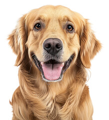 PNG Golden ritriever portrait mammal animal.
