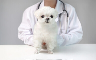 동물병원 의사에게 진료받는 말티즈 _ 강아지 © VISUALPOINT