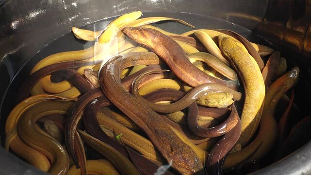 BANGKOK, THAILAND - AUGUST 2024 : Eel sold at the local market.