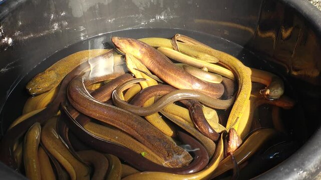 BANGKOK, THAILAND - AUGUST 2024 : Eel sold at the local market.