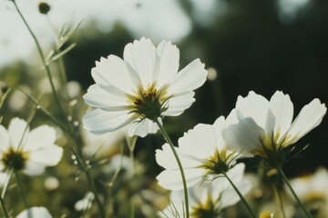 Close-up of white flowers growing in a green field