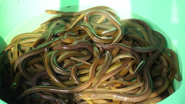 BANGKOK, THAILAND - AUGUST 2024 : Eel sold at the local market.