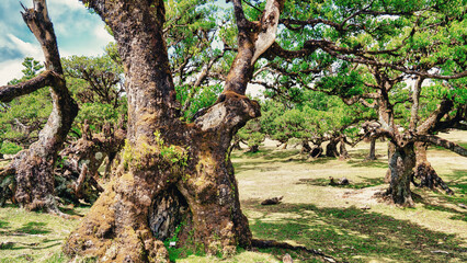 Beautiful laurel trees in the afternoon sunset in the Fanal Forest, Madeira, Portugal. Ancient laurel trees, landscape view of the trees in summer
