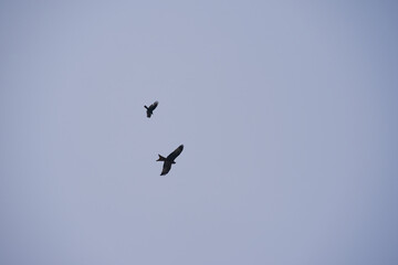 Looking up to two birds with spread wings up in the sky at Swiss City of Zürich. Photo taken January 15th, 2025, Zurich Schwamendingen, Switzerland.