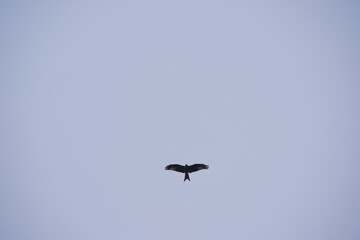 Looking up to red kite bird with spread wings up in the sky at Swiss City of Zürich. Photo taken January 15th, 2025, Zurich Schwamendingen, Switzerland.