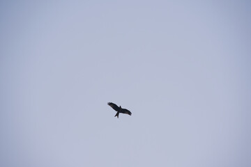 Looking up to red kite bird with spread wings up in the sky at Swiss City of Zürich. Photo taken January 15th, 2025, Zurich Schwamendingen, Switzerland.
