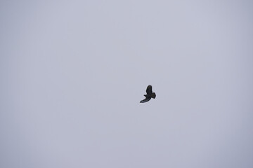 Looking up to buzzard bird with spread wings up in the sky at Swiss City of Zürich. Photo taken January 15th, 2025, Zurich Schwamendingen, Switzerland.