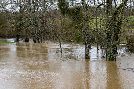 High water, flooded tree in countryside
