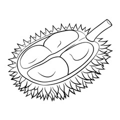 Fototapeta premium Durian