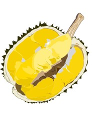 Illustration of King of Tropical fruits also known as Durian. Golden yellow of Durian's pulp. Popular fruits in Malaysia, Indonesia and Thailand.