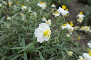 Close view of white flower of Helianthemum apenninum in mid May