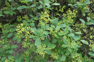 Numerous buds and flowers of European smoketree in May