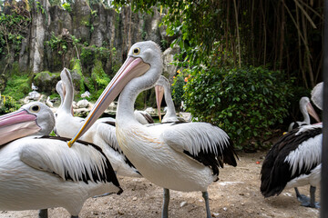 A group of Australian Pelicans stand together, their distinct beaks and white feathers prominent in a natural outdoor setting.